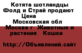 Котята шотландцы Фолд и Страй продают › Цена ­ 15 000 - Московская обл., Москва г. Животные и растения » Кошки   